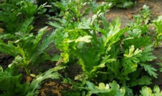 茼蒿菜怎么种植（茼蒿菜怎么种植容易发芽）