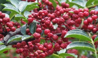 花椒树怎么育苗 花椒树育苗方法