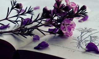 描写动物很勇敢的句子（描写动物很勇敢的句子有哪些）