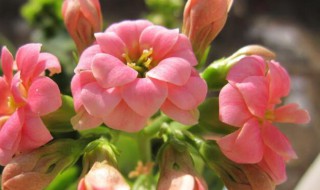 长寿花如何养护 长寿花如何养护和施肥