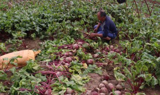 甜菜根怎么保存 甜菜根怎么保存不会坏掉