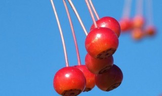 红果怎么保存（红果怎么保存不坏）