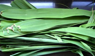 鲜芦苇叶怎么保存 鲜芦苇叶怎么保存时间长