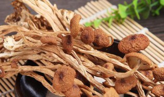 茶树菇怎么保存 茶树菇怎么保存才不烂