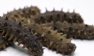 鲜海参怎么处理保存 鲜海参怎样处理保存