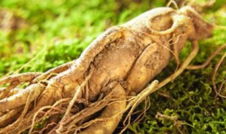 新鲜的参怎么保存（新鲜的参怎么保存?）