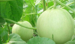 香瓜最佳种植方法 种植香瓜的步骤