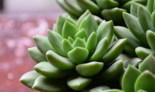 种植多肉盆栽的方法 种植盆栽多肉的流程