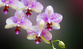 柳树皮养兰花正确方法（柳树皮养兰花正确方法图）