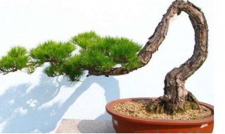 大型树桩盆景制作方法 树桩盆景的制作