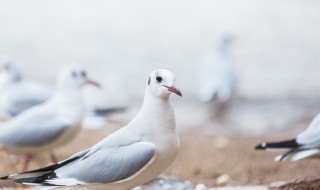 鸽子训练方法教程(鸽子的训练方法)