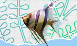 荧光天使鱼饲养方法（荧光天使鱼饲养方法视频）