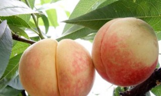 保存桃子新鲜水果的方法 保存桃子新鲜水果的方法是