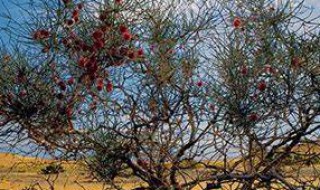 赞美梭梭树的句子（赞美梭梭树的句子短句）