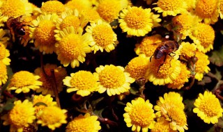 菊花的扦插和管理方法 菊花怎么扦插方法如下