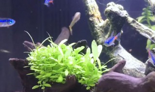 鱼缸换水方法 鱼缸换水方法视频在线观看