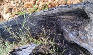 怎么保存乌木（乌木出水后怎么保存）