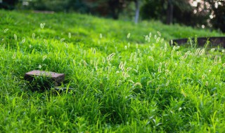 赞美小草的句子（赞美小草的句子简短）