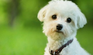 描写狗特点的句子 描写狗特点的句子200字