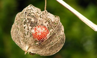 灯笼果正确养殖方法和注意事项（灯笼果怎么养）