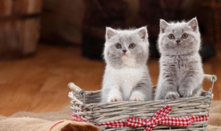 没有猫粮如何做吃的 猫粮吃没了 有什么可以做给猫咪吃