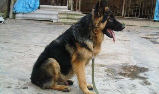 德牧的正确锻炼方法 德牧需要训练些什么?