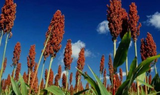 描写高粱样子的句子(描写高粱样子的句子一年级)