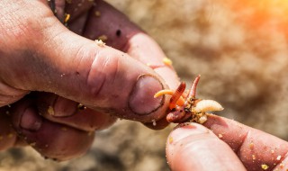 蚯蚓如何做鱼饵（蚯蚓能钓什么鱼）