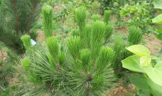 湿地松种植方法和注意事项（湿地松种植方法和注意事项有哪些）