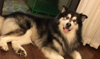 阿拉斯加不爱吃狗粮怎么解决（阿拉斯加不爱吃狗粮怎么办）