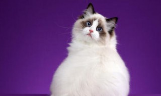 布偶猫不吃猫粮怎么解决（布偶猫不吃猫粮怎么办）