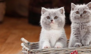 50多天小猫喂养方法 50天的宠物猫如何喂养