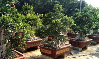 榕树养殖方法和注意事项（榕树养殖方法和注意事项视频）