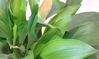 养护一叶兰的方法（如何养护一叶兰）