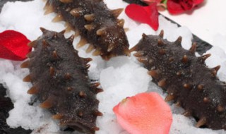 海参的育苗方法（海参的育苗方法视频）