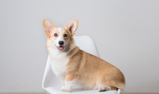 狗粮是什么做的 狗粮是什么做的?