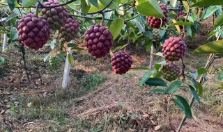 密多罗是什么水果 蜜罗是什么水果