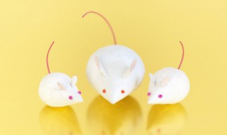 老鼠的天敌是什么动物 老鼠的天敌是什么动物图片