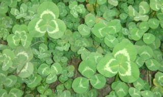 三叶草泛滥怎么除 三叶草有什么办法除掉