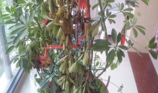 摇钱树落叶是怎么回事（摇钱树枯叶落叶怎么办）