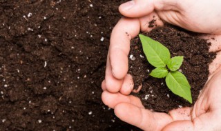 有机质土和有机土有什么区别 有机土和有机质土的区别