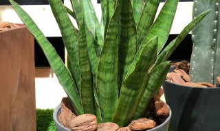 虎皮兰能水培吗(虎皮兰能水培吗怎么养)