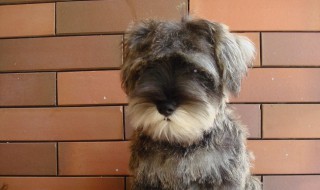 雪纳瑞的种类介绍 雪纳瑞的种类介绍图