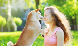 如何训练小狗狗 如何训练小狗狗听话