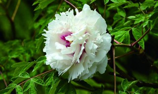 牡丹花应该如何种植 请问牡丹花怎么种植