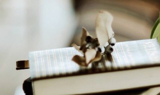 爱的组词 爱的组词100个