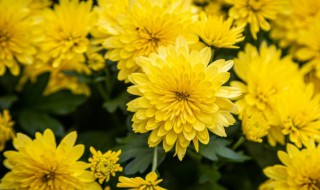 什么品种菊花茶降火最好（什么品种菊花茶降火最好喝）