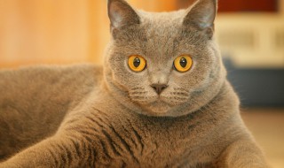 三种适合家养的猫（三种适合家养的猫类）