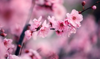 梅花的形状怎么描述（梅花的形状怎么描述的）