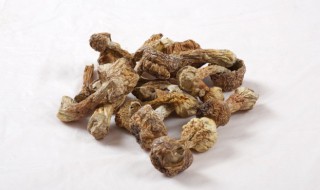 干松茸储存方法（干松茸如何储存）